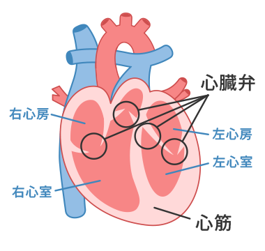 心臓弁、心筋